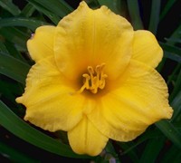 Hemerocallis Stella De Oro