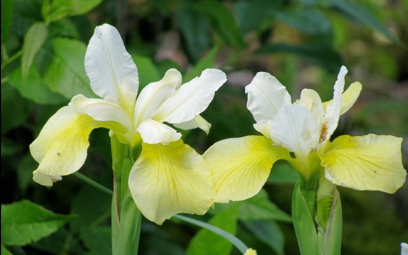 Butter Sugar Siberian Iris Photo 2