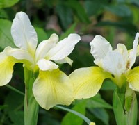 Butter Sugar Siberian Iris