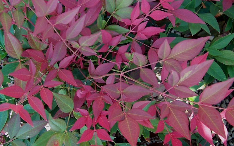 Flirt Dwarf Nandina - 2 Gallon - Shrubs for Spring Color | ToGoGarden