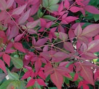 Flirt Dwarf Nandina