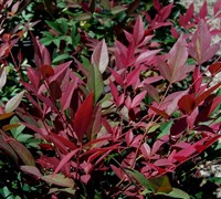 Obsession Nandina