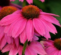 Pow Wow Wildberry Coneflower