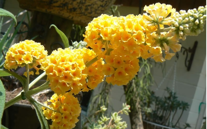 'Honeycomb' Yellow Butterfly Bush - 1 Gallon Pot - Butterfly Bush | ToGoGarden