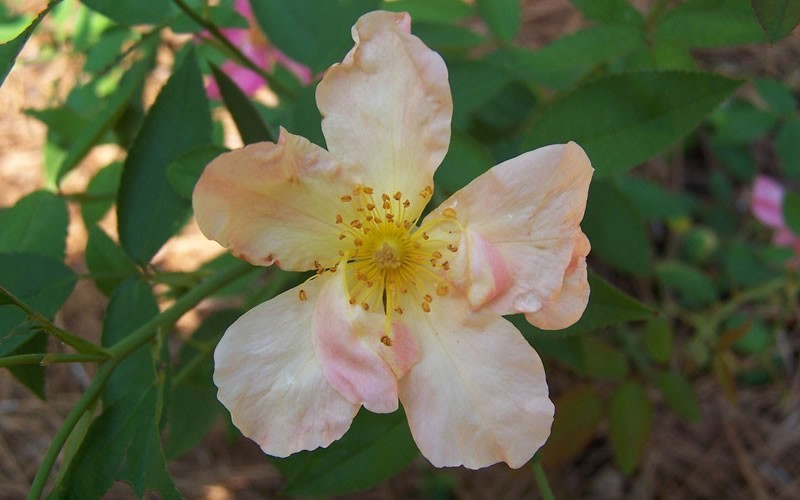 Chinese Butterfly Rose Photo 8