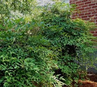 Nandina Domestica