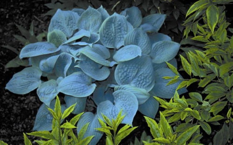 Fragrant Blue Hosta Lily Photo 2