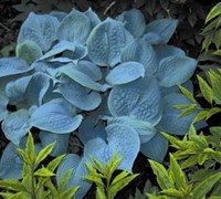 Fragrant Blue Hosta Lily
