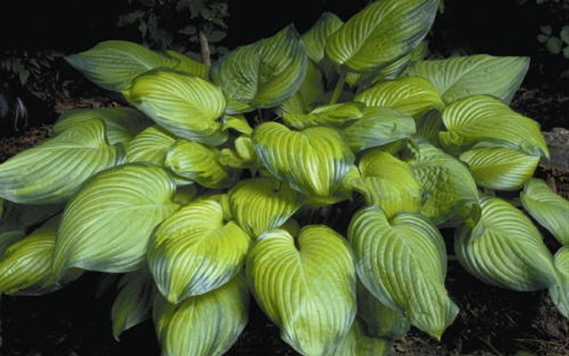Guacamole Hosta Lily - 10 Count Flat of Quart Pots - Perennials for Spring Color | ToGoGarden