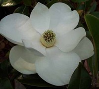 Claudia Wannamaker Southern Magnolia