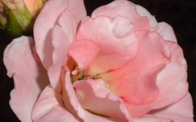 Peach Drift Rose Photo 4