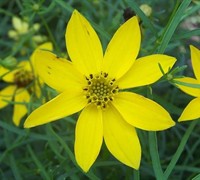 Zagreb Coreopsis