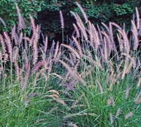 Karley Rose Fountain Grass - Pennisetum