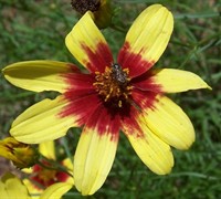 Route 66 Coreopsis - Tickseed