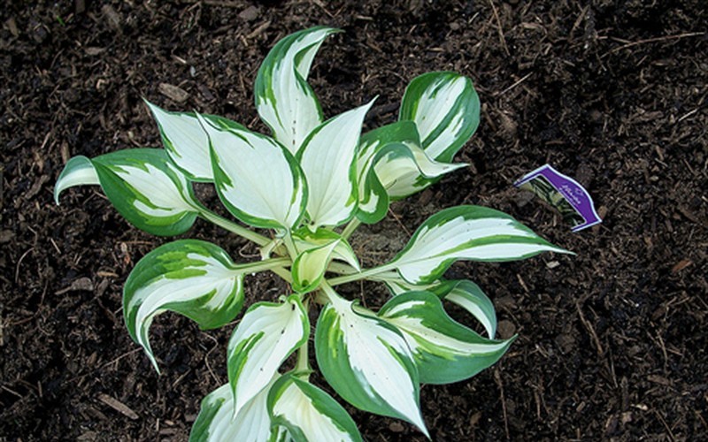 Loyalist Hosta Lily - 1 Gallon - Perennials for Spring Color | ToGoGarden