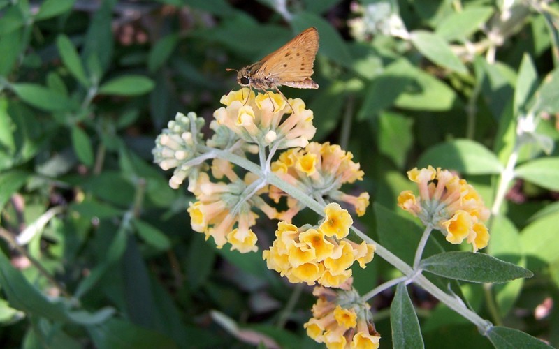 'Honeycomb' Yellow Butterfly Bush Photo 2