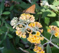 'Honeycomb' Yellow Butterfly Bush