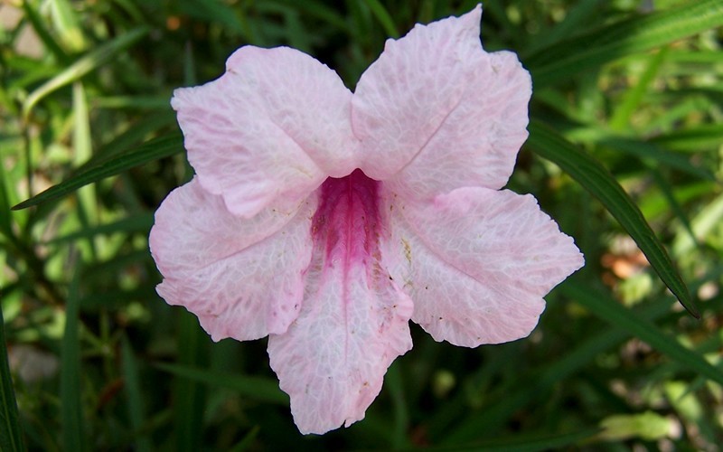 Pink Showers Mexican Petunia - Ruellia - 1 Gallon - Deer Resistant Perennials | ToGoGarden