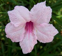 Pink Showers Mexican Petunia - Ruellia