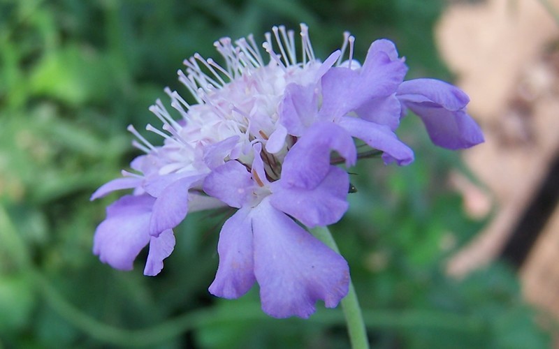 Butterfly Blue Pincushion - 1 Gallon - Scabiosa - Pincushion Flower | ToGoGarden