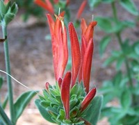 Hummingbird Plant - Dicliptera suberecta