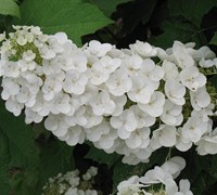 Oakleaf Hydrangea - Hydrangea quercifolia 'Oakleaf'