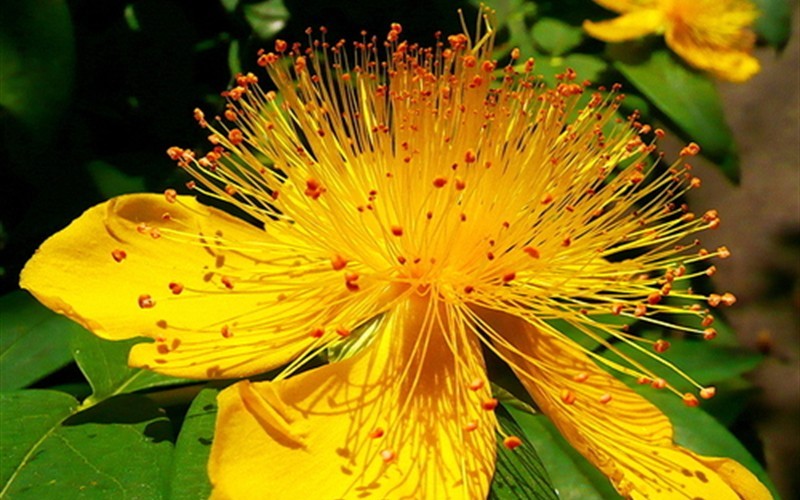 Creeping St John's Wort - 18 Count Flat of 3.5" Pots - Hypericum - St. John’s Wort | ToGoGarden