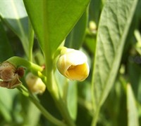 Forest Green Anise