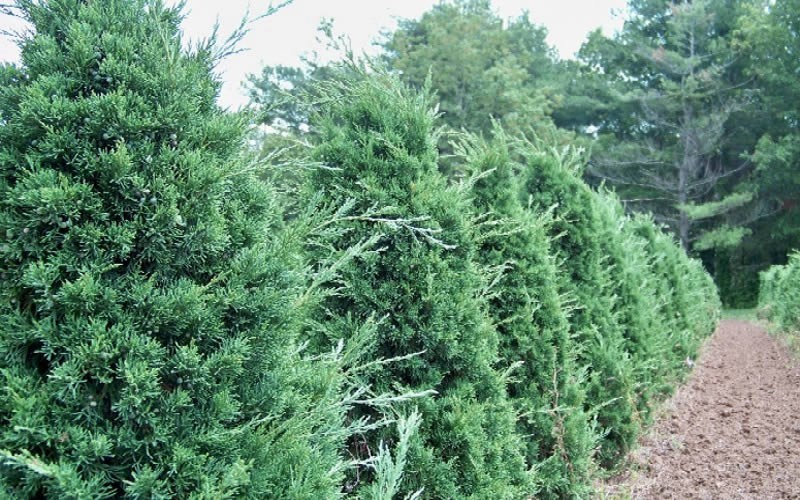 Iowa Juniper - Juniperus chinensis 'Iowa' Photo 1