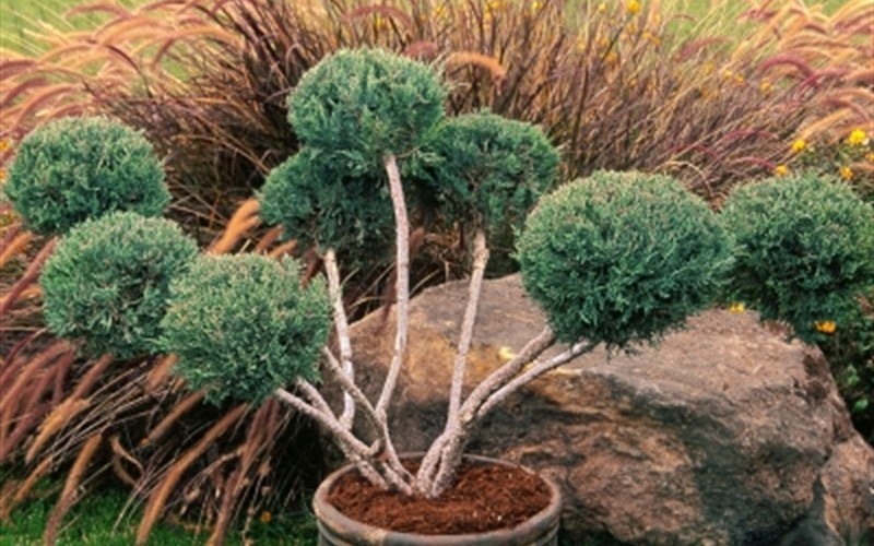 Hetzi Juniper - Juniperus Chinensis 'Hetzi' Photo 1