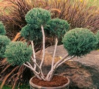 Hetzi Juniper - Juniperus Chinensis 'Hetzi'