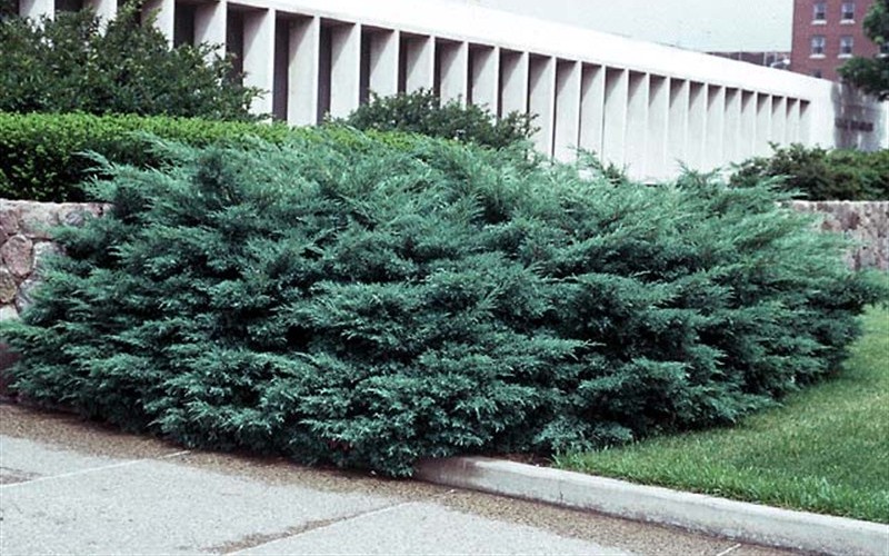Hetzi Juniper - Juniperus Chinensis 'Hetzi' Photo 2