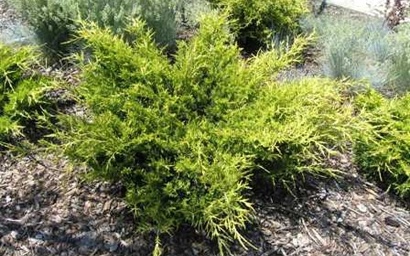 Old Gold Juniper - Juniperus chinensis 'Old Gold' Photo 1
