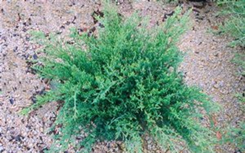 Pfitzer Compacta Juniper - (Juniperus chinensis 'Pfitzer Compacta') - 1 Gallon - Junipers | ToGoGarden