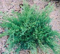 Pfitzer Compacta Juniper - (Juniperus chinensis 'Pfitzer Compacta')