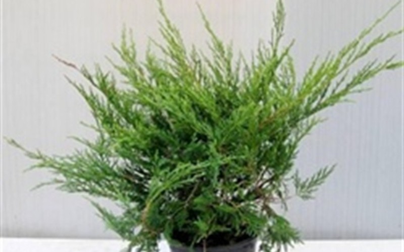 Buy Gold Tip Pfitzer Juniper Juniperus chinensis 'Gold Tip Pfitzer