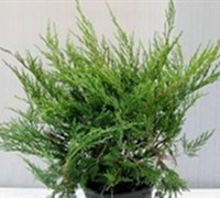 Gold Tip Pfitzer Juniper - Juniperus chinensis 'Gold Tip Pfitzer' Gold Tip Pfitzer Juniper - Juniperus chinensis 'Gold Tip Pfitzer'
