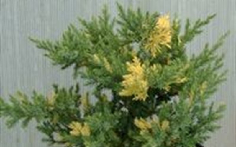 Variegated Procumbens Juniper - Juniperus prostrata 'Variegated Procumbens' - 1 Gallon - Juniper Groundcovers | ToGoGarden