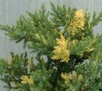 Variegated Procumbens Juniper - Juniperus prostrata 'Variegated Procumbens'