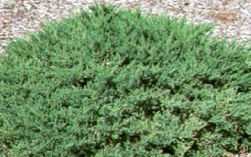 San Jose Juniper - JUniperus chinensis -San Jose' Photo 1