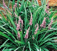 Shop Spicata Liriope - 18 Count Flat of 3.5