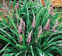 Shop Spicata Liriope - 1 Gallon