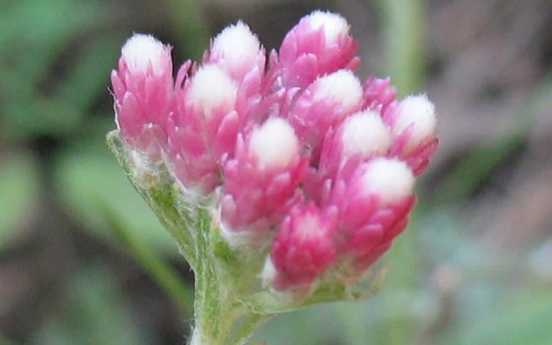 Antennaria carpatica 'Rubrum' - Pink Pussy Toes Photo 1