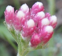 Antennaria carpatica 'Rubrum' - Pink Pussy Toes
