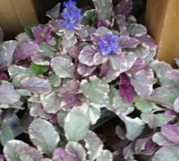 Shop Ajuga Burgundy Glow Bugleweed - 10 Ct. Flat 4" Pots