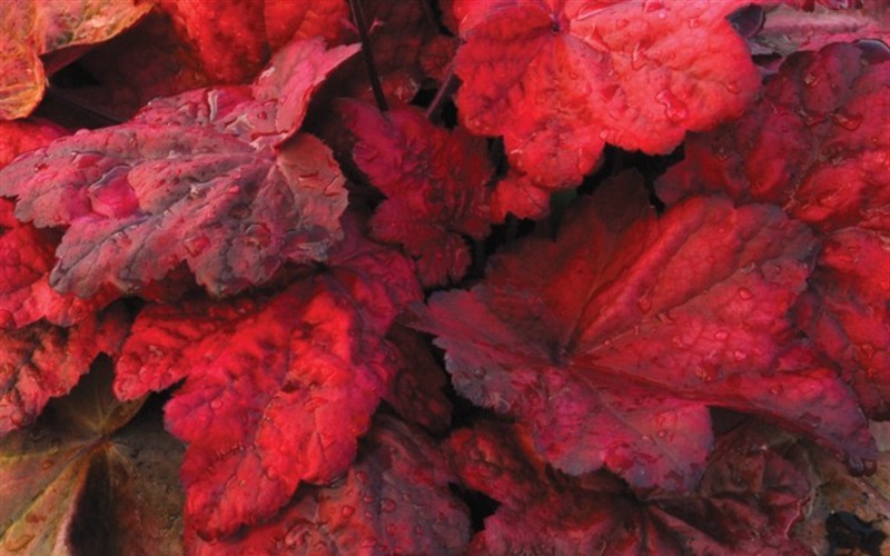Autumn Leaves Heuchera - Coral Bells - 12 Count Flat of Pint Pots - Perennials for Spring Color | ToGoGarden