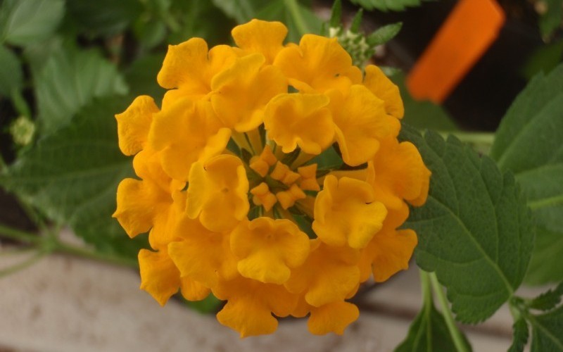 Chapel Hill Gold Hardy Lantana - 3 Count Flat of Pint Pots - Perennials for Summer Color | ToGoGarden