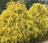 Gold Mop Cypress