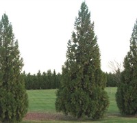 Japanese Cedar