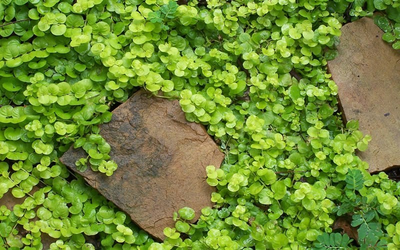 Aurea Golden Creeping Jenny - 18 Count Flat of 3.5" Pots - Toe Ticklers / Stepable Plants | ToGoGarden